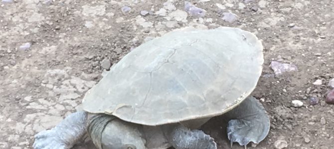 Turtles in Longreach