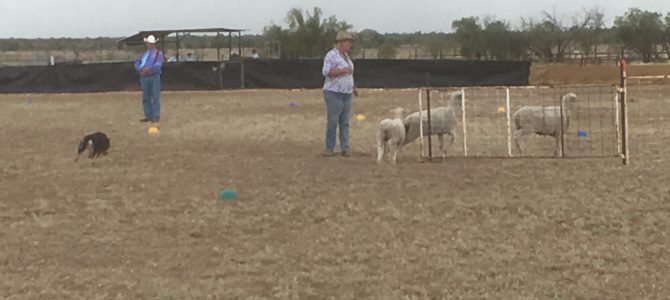 Longeach Cattle Dog Trials Longeach Cattle Dog Trials