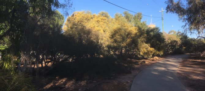 Last Walk Along The Linear Botanical Gardens