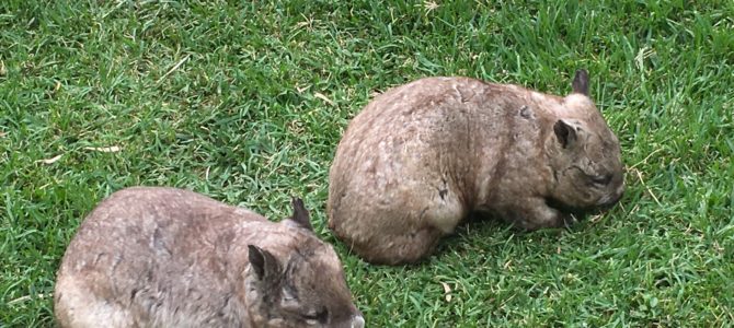 Rockhampton Botanical Gardens and Zoo