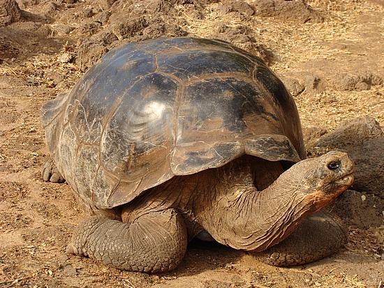 Giant Green Sea Turtle