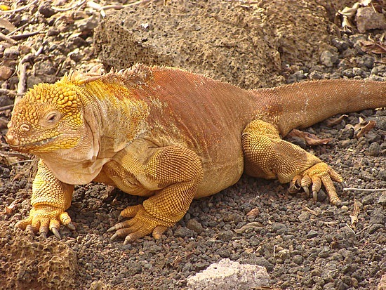 Land Iguana
