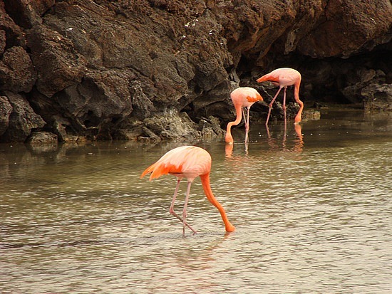 Pink Flamingos