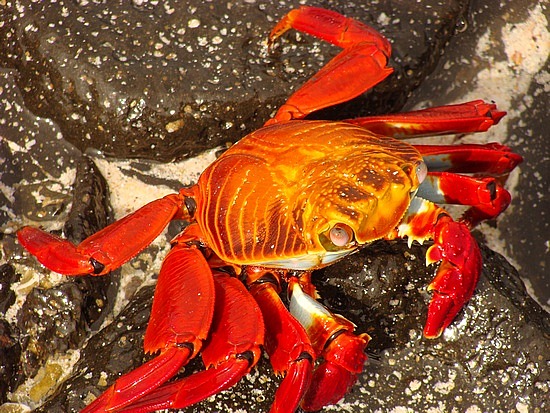 Red Lava Crab