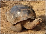 Giant Green Sea Turtle