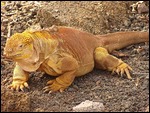 Land Iguana