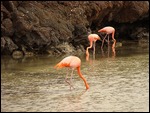 Pink Flamingos