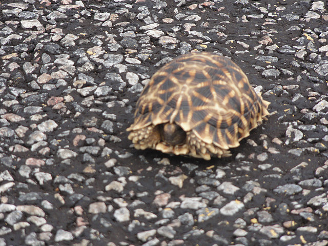 Tiny Leopard Turtle