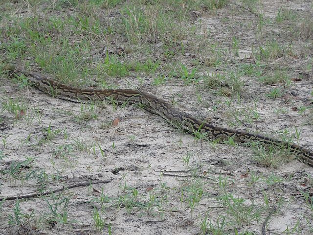 African Python