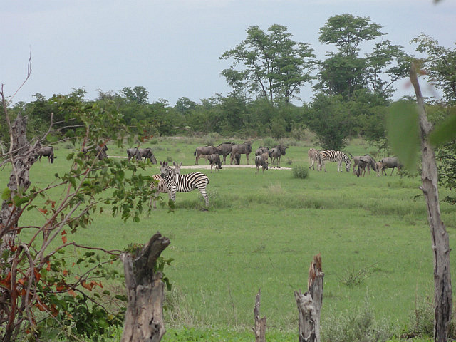 Zebras and Wildebeest