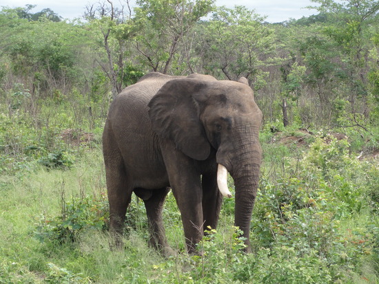 Elephants