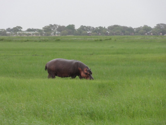 Hippos