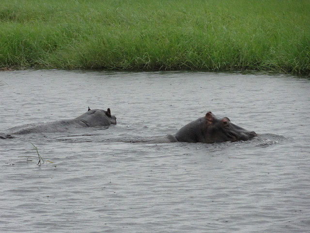 More Hippos