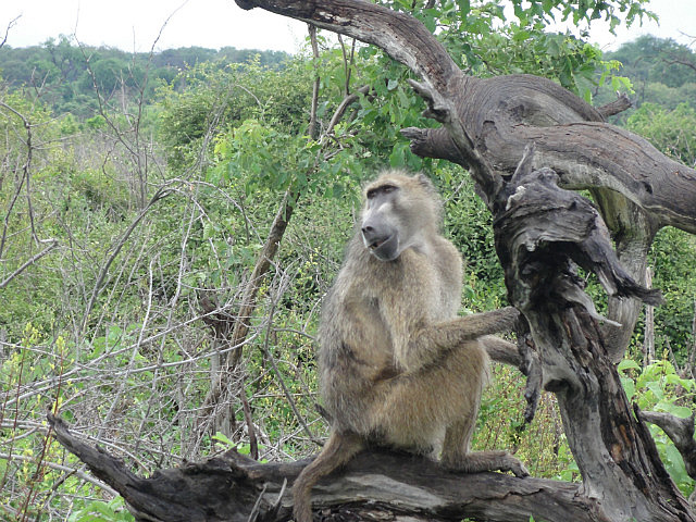 Baboon