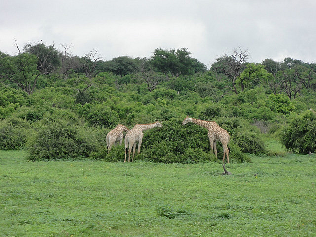 Giraffe