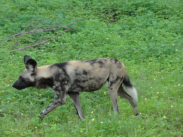 Wild Dog