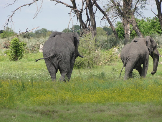 Elephants