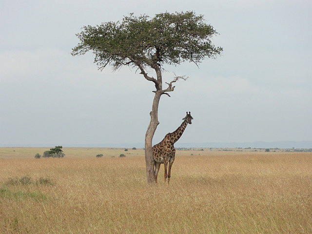 Giraffe