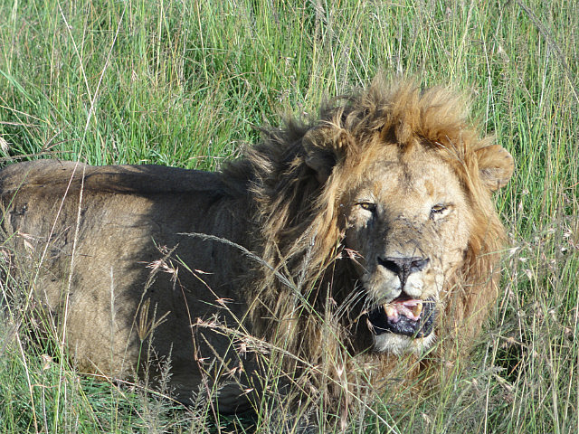 King of the Jungle