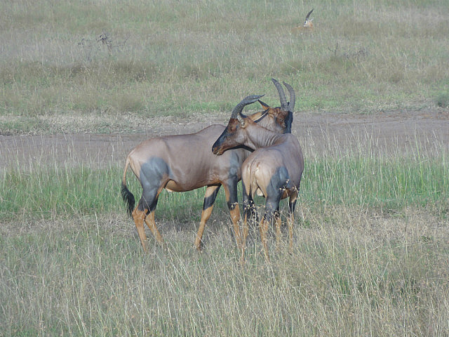 Topi