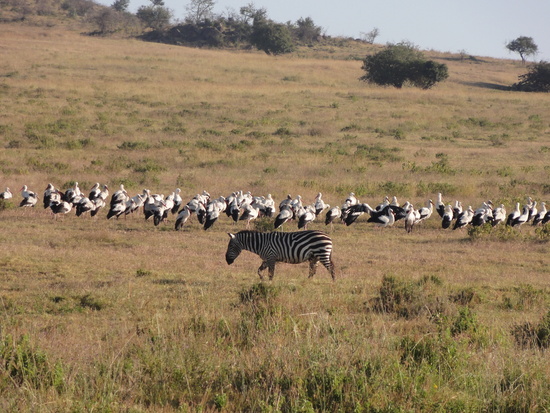 Lake Nakaru - Zebras