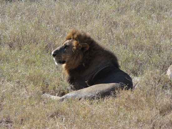 Lion at Lake Nakaru