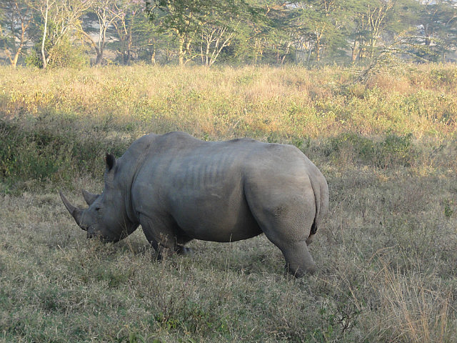 White Rhino