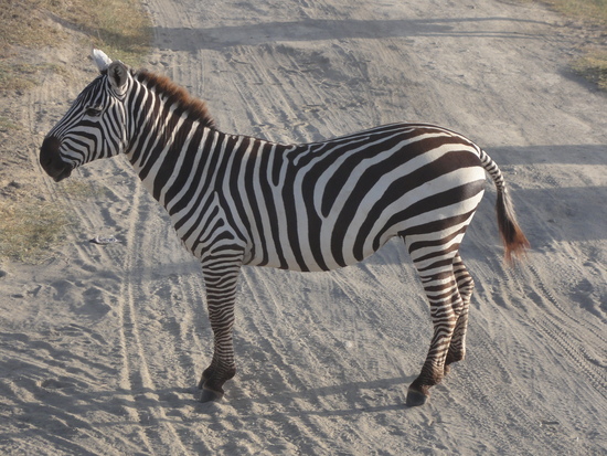 Zebra Crossing