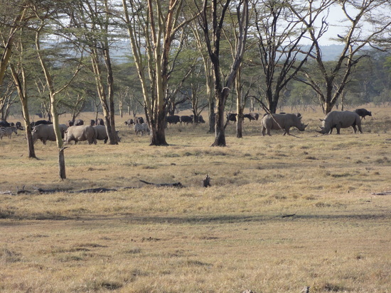 At Lake Nakaru