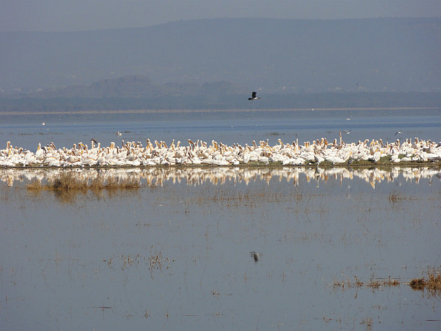 Lake Nakaru