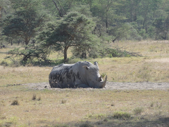 Lake Nakaru - White Rhino