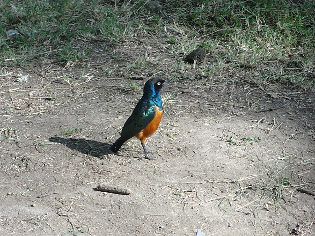 Superb Starling