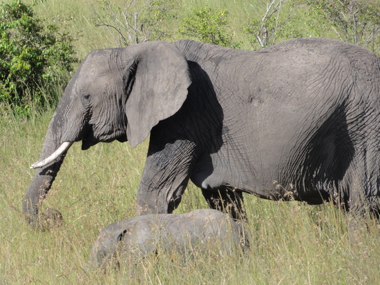 Masai Mara