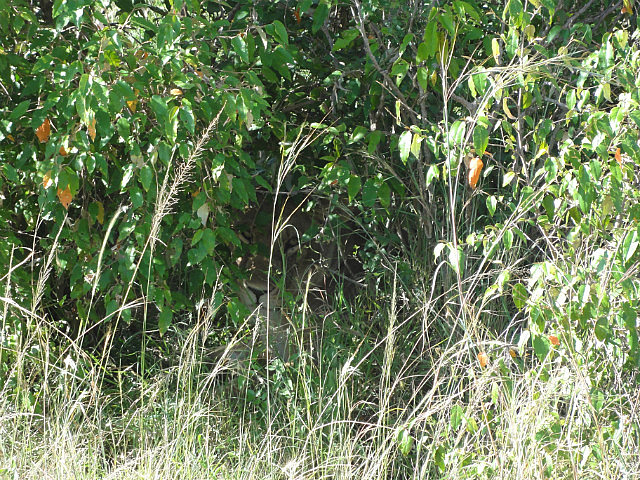 Spot The Lion