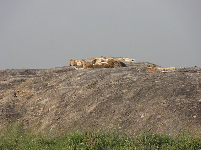 Lions Sleeping