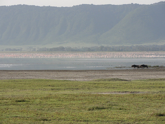 Flamingos