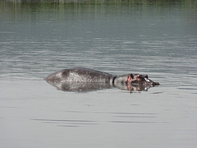 Hippos