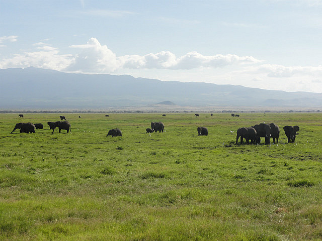 A Herd of Elephant