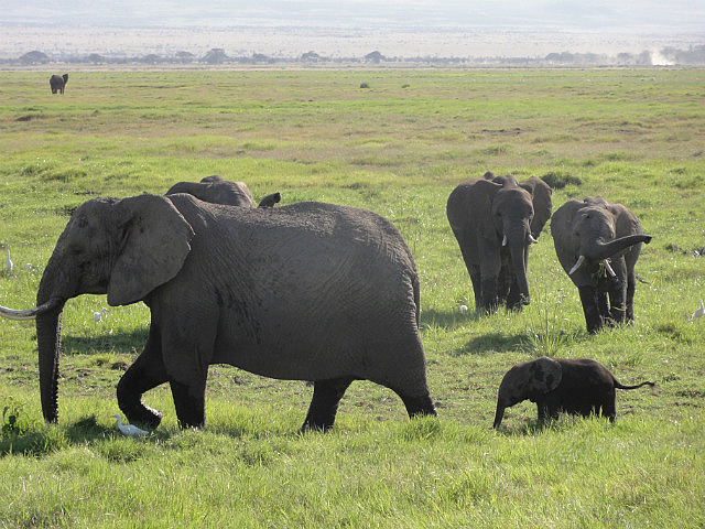 Elephants in Amboseli
