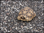 Tiny Leopard Turtle