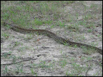 African Python