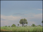 Rain Over The Okavango