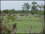 Zebras and Wildebeest