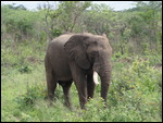 Elephants
