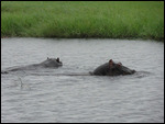 More Hippos