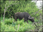 Buffalo