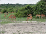Impala