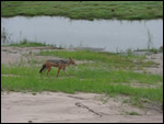 Spotted Jackal