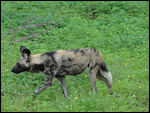 Wild Dog