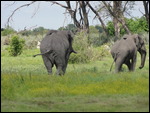 Elephants